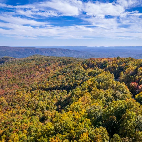 Autumn colors in North Carolina forest