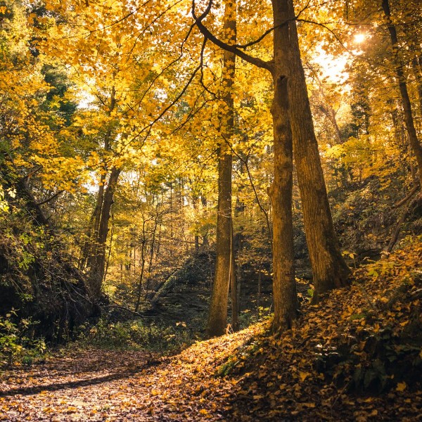 Autumn forest in Ohio