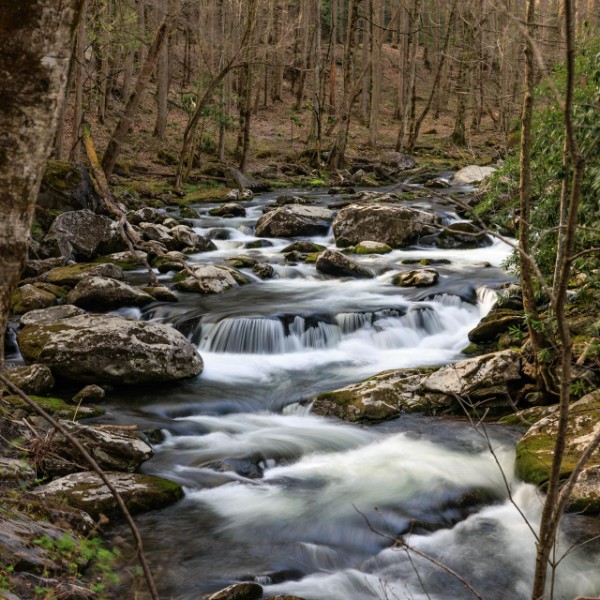 Tennessee forest creek