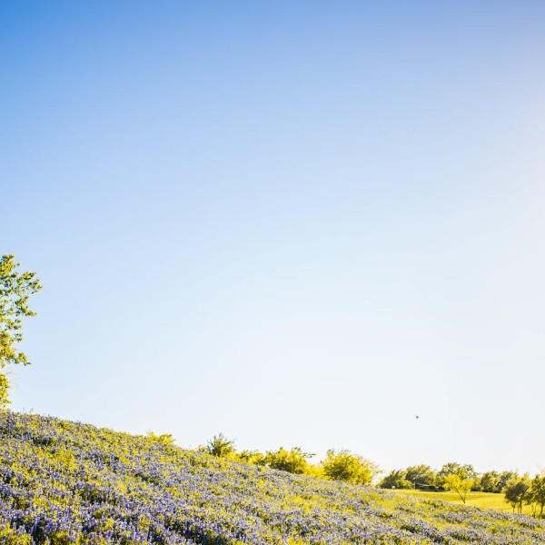 Texas hill country wildflowers